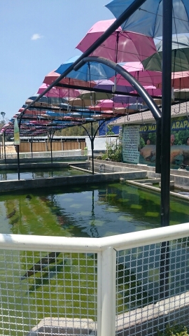 wp-1442850061231 image